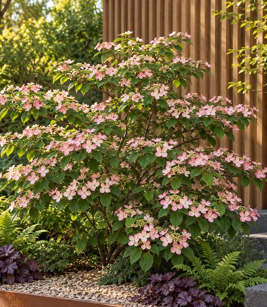 Viburnum plicatum ‘Pink Beauty’
